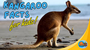 Image result for Reading Kangaroos