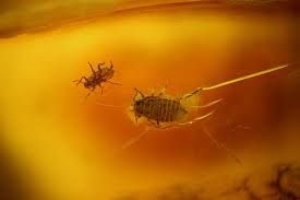 Attēlu rezultāti vaicājumam “Sternorrhyncha”