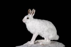 Attēlu rezultāti vaicājumam “Lepus timidus”