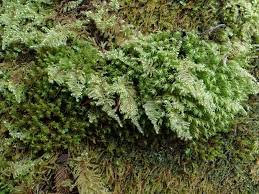 Attēlu rezultāti vaicājumam “Dichodontium pellucidum”