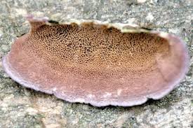 Attēlu rezultāti vaicājumam “Trichaptum abietinum”