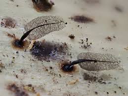 Attēlu rezultāti vaicājumam “Comatricha pulchella”