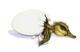 Attēlu rezultāti vaicājumam “Anas platyrhynchos eggs”