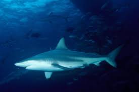 Image result for Carcharhinus limbatus