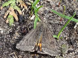 Attēlu rezultāti vaicājumam “Boudinotiana notha”