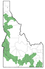 Image result for Pomoxis annularis