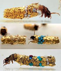 Attēlu rezultāti vaicājumam “Trichoptera”