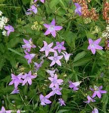 Image result for Campanula patula