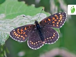 Attēlu rezultāti vaicājumam “Melitaea diamina underside”