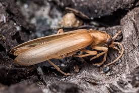 Attēlu rezultāti vaicājumam “Oedemeridae”