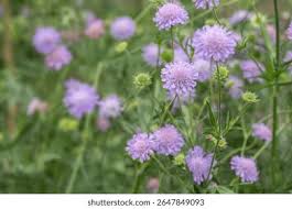 Image result for Knautia arvensis