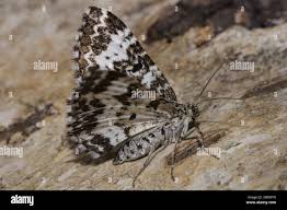 Attēlu rezultāti vaicājumam “Epirrhoe tristata imago”