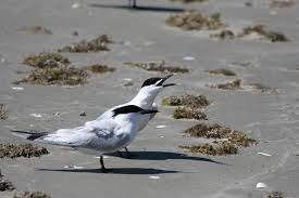 Attēlu rezultāti vaicājumam “Sterna sandvicensis adult”