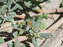 Attēlu rezultāti vaicājumam “Lycogala persicum sessile”