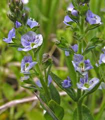 Attēlu rezultāti vaicājumam “Veronica serpyllifolia leaf”