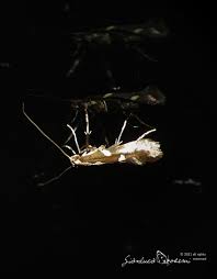 Attēlu rezultāti vaicājumam “Calybites phasianipennella”