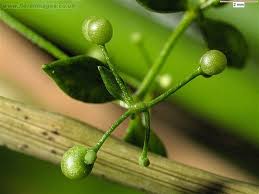 Attēlu rezultāti vaicājumam “Galium palustre”