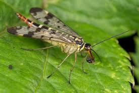 Attēlu rezultāti vaicājumam “Panorpa communis imago”