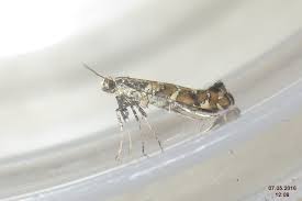 Attēlu rezultāti vaicājumam “Gracillaria syringella”