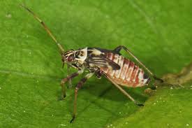 Attēlu rezultāti vaicājumam “Rhabdomiris striatellus”