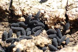 Attēlu rezultāti vaicājumam “Hypogastrura sp.”