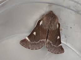 Attēlu rezultāti vaicājumam “Eriogaster lanestris”