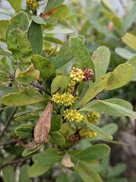 Attēlu rezultāti vaicājumam “Myrica gale fruit”