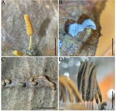 Attēlu rezultāti vaicājumam “Diderma effusum spores”