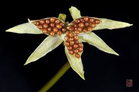 Attēlu rezultāti vaicājumam “Viola arvensis bud”