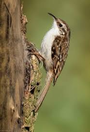 Attēlu rezultāti vaicājumam “Certhia familiaris adult”