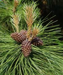 Attēlu rezultāti vaicājumam “Pinus ponderosa fruit”