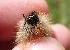 Attēlu rezultāti vaicājumam “Rhyparia purpurata”