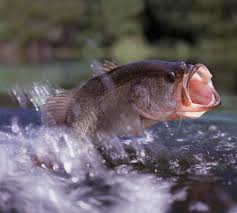 Image result for Micropterus salmoides