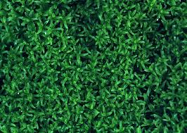 Attēlu rezultāti vaicājumam “Gymnostomum calcareum macro”