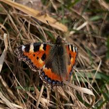 Attēlu rezultāti vaicājumam “Aglais urticae underside”