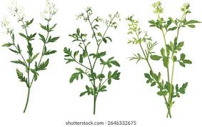 Attēlu rezultāti vaicājumam “Galium odoratum leaf”