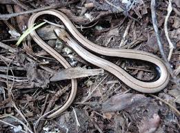 Attēlu rezultāti vaicājumam “Anguis fragilis adult”