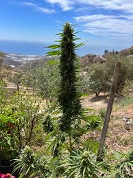 Image result for biojack tehron