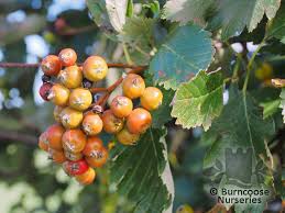 Attēlu rezultāti vaicājumam “Sorbus intermedia fruit”
