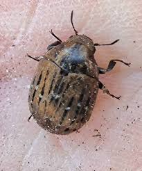 Attēlu rezultāti vaicājumam “Byrrhidae”