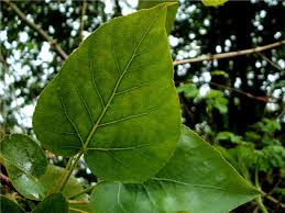 Attēlu rezultāti vaicājumam “Populus x gileadensis”