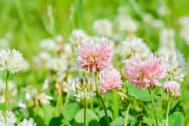 Attēlu rezultāti vaicājumam “Trifolium repens flower”