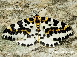 Attēlu rezultāti vaicājumam “Abraxas grossulariata larva”