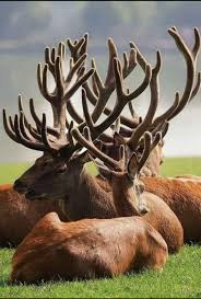 Attēlu rezultāti vaicājumam “Cervus elaphus”