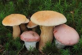 Attēlu rezultāti vaicājumam “Suillus bovinus”