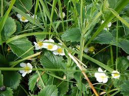 Attēlu rezultāti vaicājumam “Fragaria vesca flower”