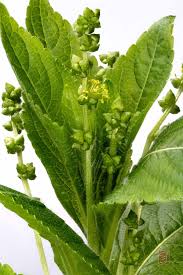 Attēlu rezultāti vaicājumam “Mercurialis perennis flower”