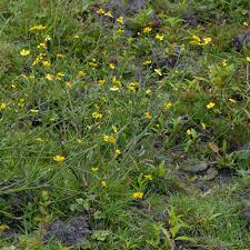 Attēlu rezultāti vaicājumam “Ranunculus flammula”