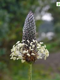 Attēlu rezultāti vaicājumam “Plantago lanceolata fruit”
