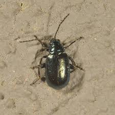 Attēlu rezultāti vaicājumam “Linaeidea aenea”